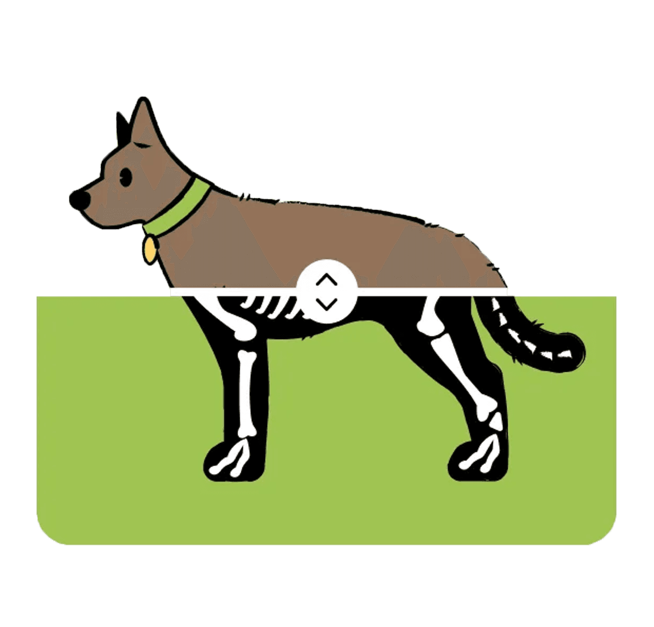 Dog illustration